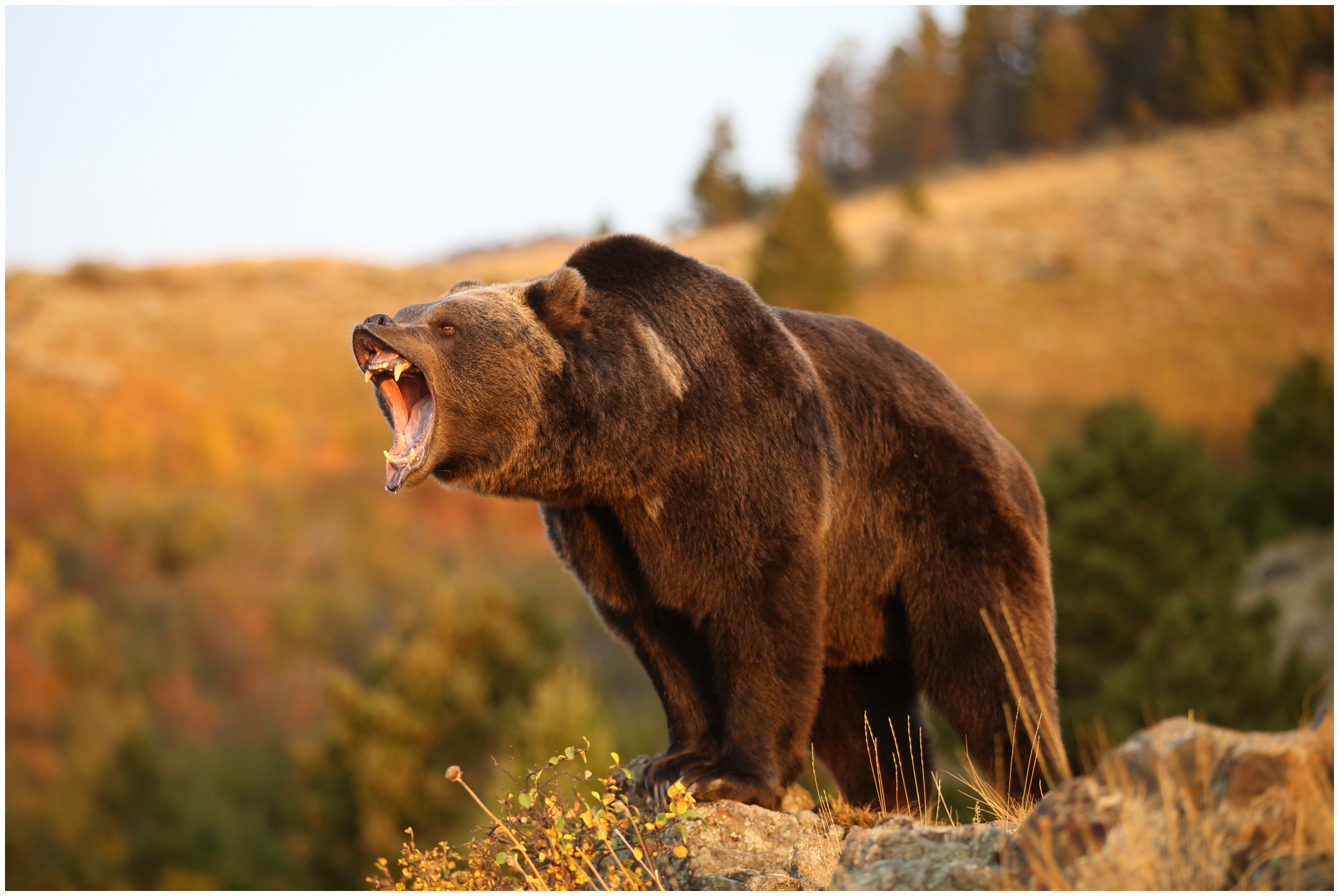 Grizzly bear roar